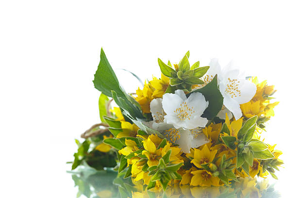 istock beautiful yellow summer flowers 539947112