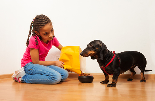 Nice black girl feed dachshund dog putting feed from package to plate on the floor at home