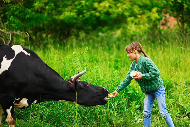 istock Children feeding a cow. 539947808