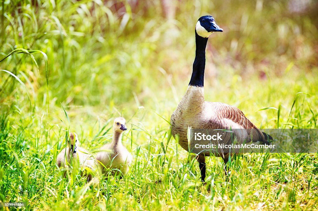 Canada Goose with goslings in meadow at Springtime Animal Stock Photo