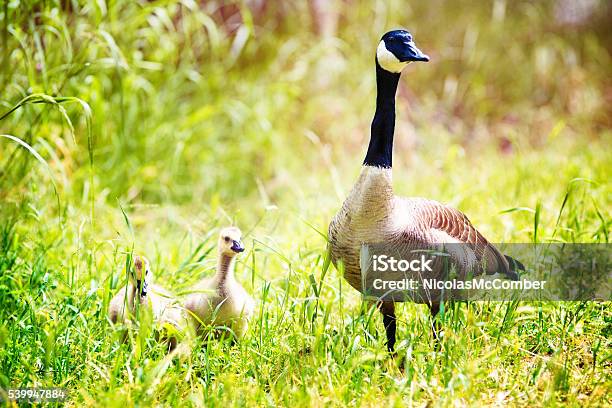 Canada Goose With Goslings In Meadow At Springtime Stock Photo - Download Image Now - Animal, Animal Family, Animal Neck