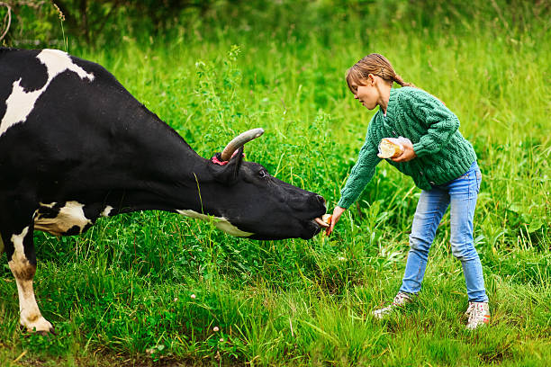 istock Children feeding a cow. 539947924