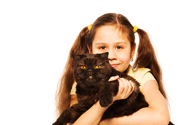Little girl hold British Shorthair both looking to camera