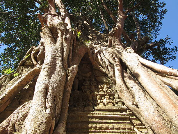 Tree Growing Over Wall, Angkor Wat, Cambodia - Close Up stock photo