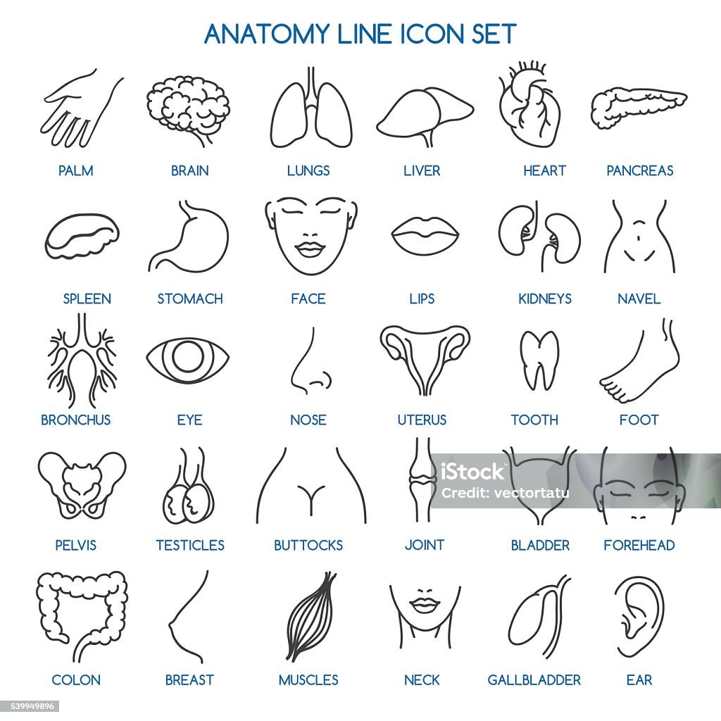 Anatomie Linie symbole - Lizenzfrei Icon Vektorgrafik