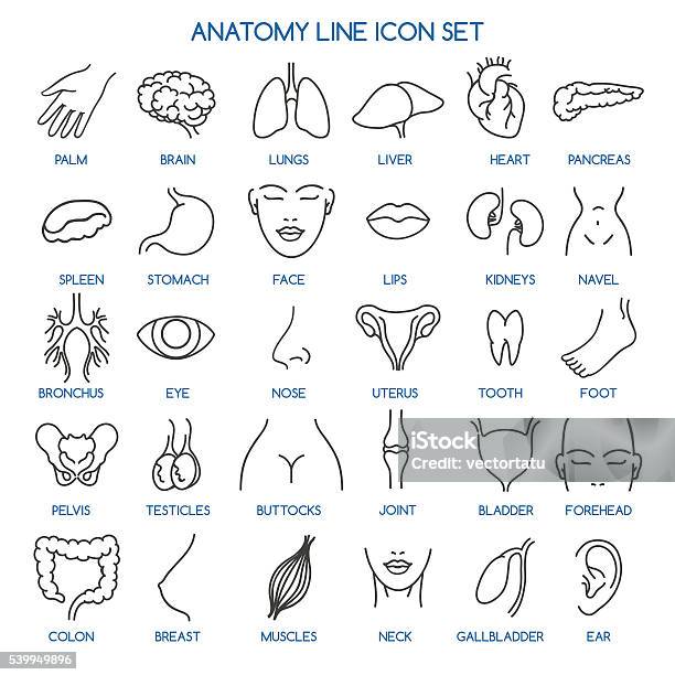 Anatomie Linie Symbole Stock Vektor Art und mehr Bilder von Icon - Icon, Weibliche Brust, Lippen