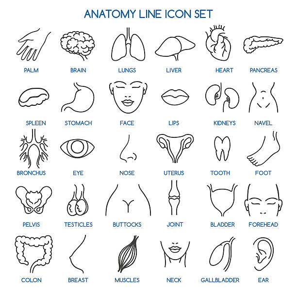 部位ラインのアイコン - anatomy human bone human muscle human hand点のイラスト素材／クリップアート素材／マンガ素材／アイコン素材
