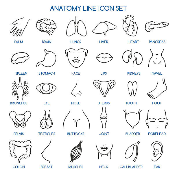 Anatomy line icons Anatomy line icons. Human body parts line icons and human anatomy signs. Vector illustration pelvis icon stock illustrations