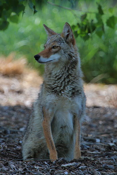 istock Coyote Sitting in the Park 539949924