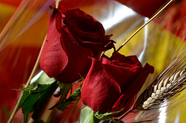 Red rose Red roses in Sant Jordi day (Catalonia) 21 24 months stock pictures, royalty-free photos & images