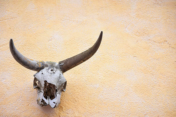 krowy czaszki - horned death dead texas longhorn cattle zdjęcia i obrazy z banku zdjęć