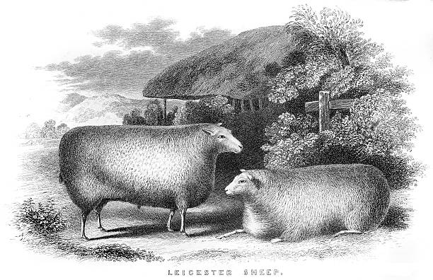 라이체스터 양 들의 판화 1850 - leicester stock illustrations