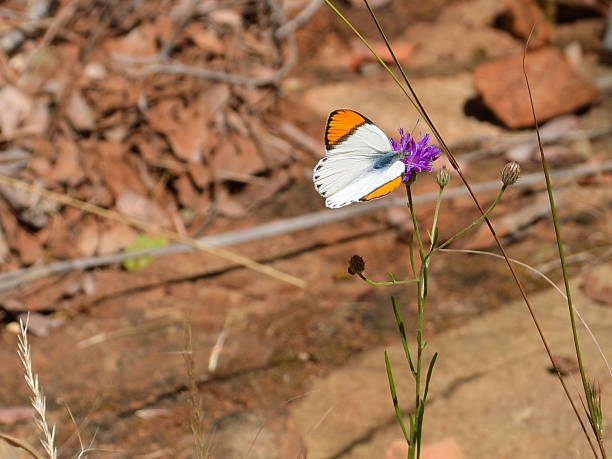 istock White Butterfly with Orange and Black Tipped Wings 539951678