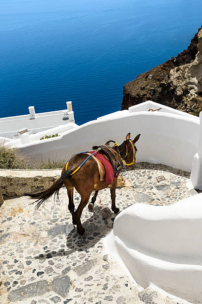 istock In the streets of Oia 539952422