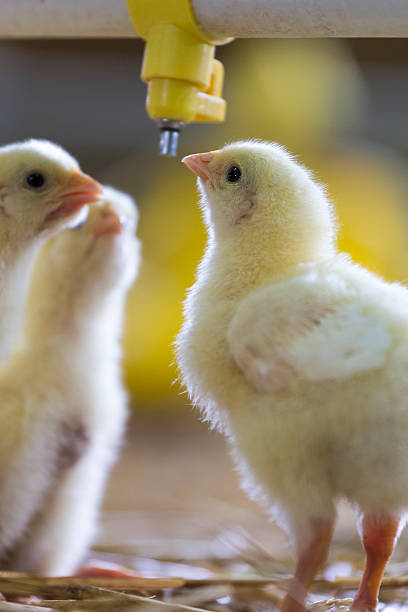 istock Baby chicken at the farm drinking water 539952434