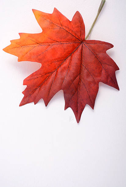 heureuse fête du canada feuille d&#39;érable - flag canada canadian flag maple leaf photos et images de collection
