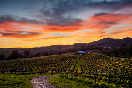 Spectrum of colors over Napa Valley vines in winter. Rolling hills of yellow mustard flowers. Path leads to a winery.