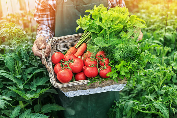 istock Old farmer showing a basket with fresh vegetables 539953050