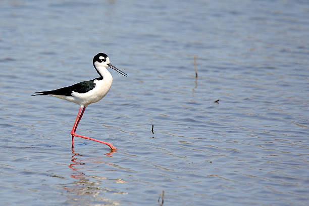 istock Black-necked stilt wading in shallow blue water 539953178