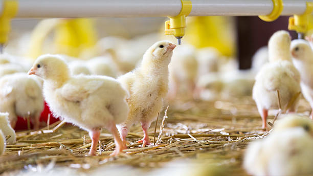 istock Baby chicken at the farm drinking water 539953382