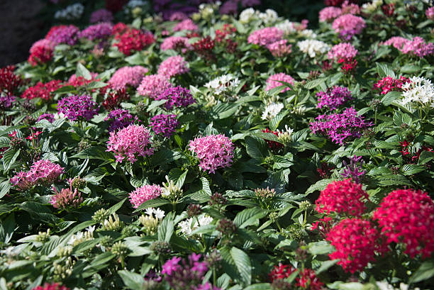 Penta flowers stock photo