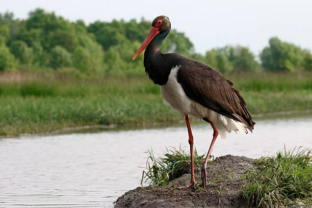 istock Black stork, Ciconia nigra 539954280