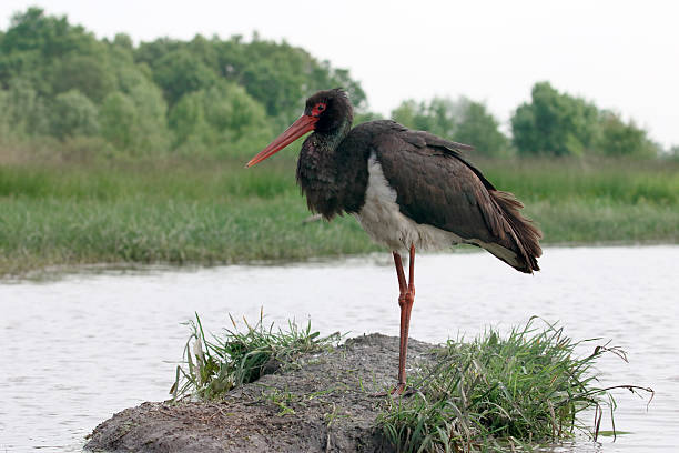 istock Black stork, Ciconia nigra 539954316