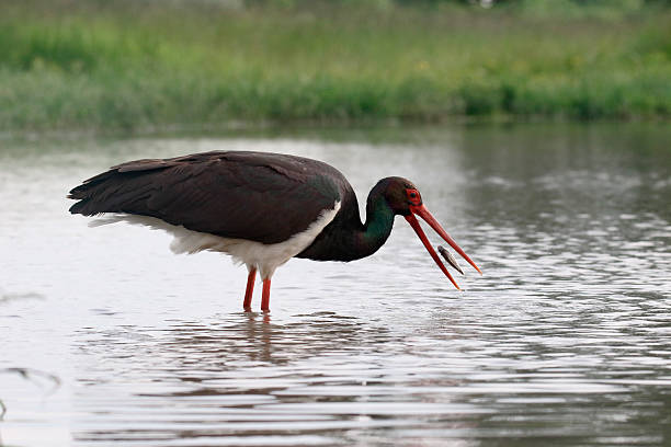 istock Black stork, Ciconia nigra 539954342