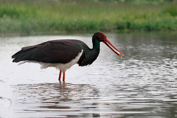 istock Black stork, Ciconia nigra 539954366