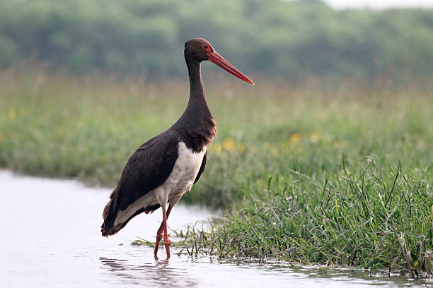 istock Black stork, Ciconia nigra 539954392