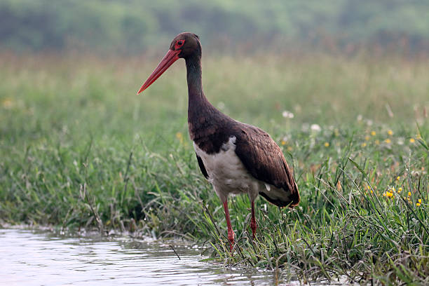 istock Black stork, Ciconia nigra 539954420