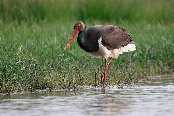 istock Black stork, Ciconia nigra 539954438