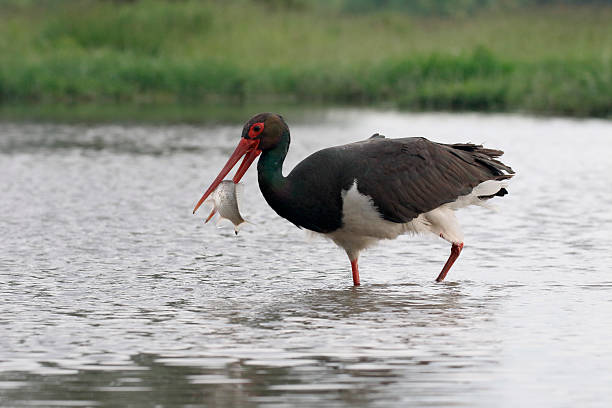 istock Black stork, Ciconia nigra 539954478