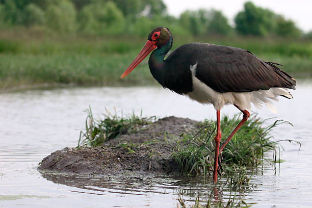 istock Black stork, Ciconia nigra 539954500