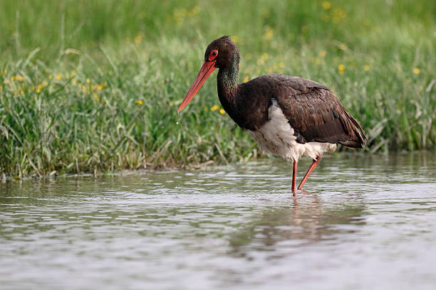 Black stork, Ciconia nigra