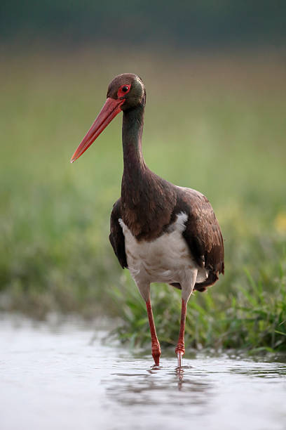 istock Black stork, Ciconia nigra 539954572