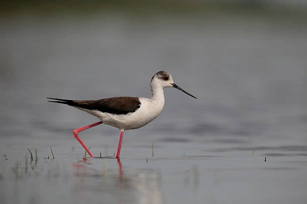 istock Black-winged stilt, Himantopus himantopus 539954760