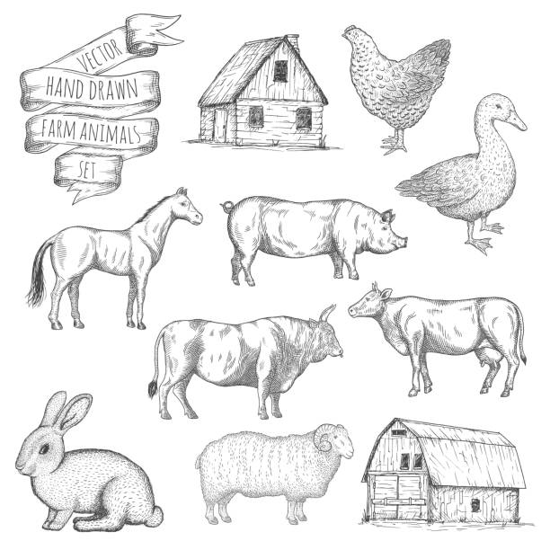 Farm animals set. Farm animals set. Hand drawn vector illustration. fish village stock illustrations