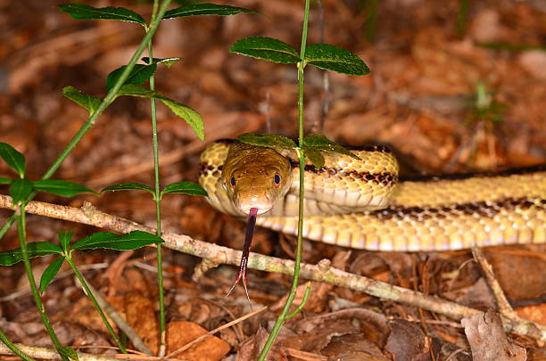 istock Low angle macro of Yellow rat snake's  fully extended tongue 539955476