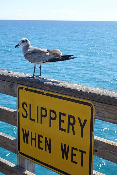 mewa z haczyk wędkarki w korku w dziób - slippery when wet sign zdjęcia i obrazy z banku zdjęć