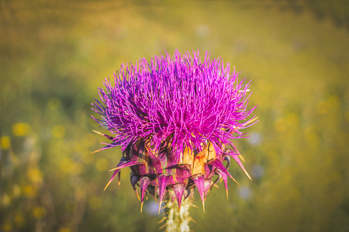 Single creeping thistle in bloom close-up view with selective focus