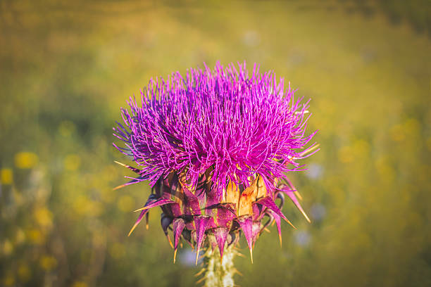 Milk thistle. Milk thistle,rural Kos, Greece. Artichoke stock pictures, royalty-free photos & images