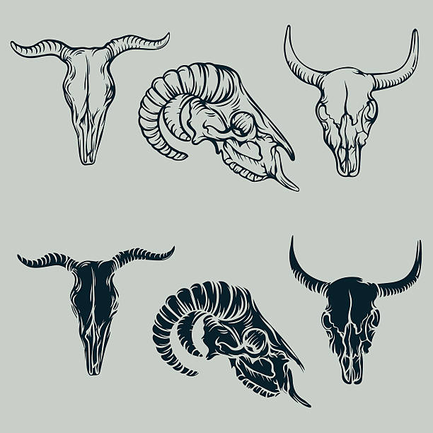 illustrazioni stock, clip art, cartoni animati e icone di tendenza di set di teschi di animali disegnati a mano. - animal skull cow bull old