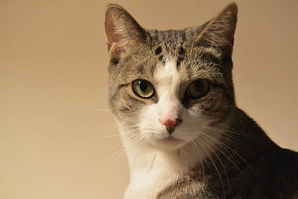 istock Head shot of a gray and white cat 539958526