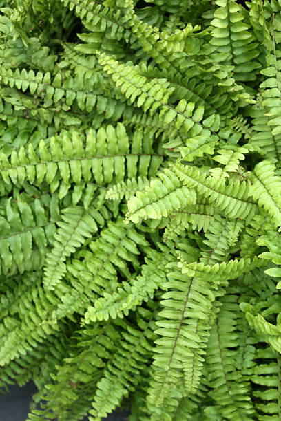 istock Boston Fern - Nephrolepis Exaltata 539959138