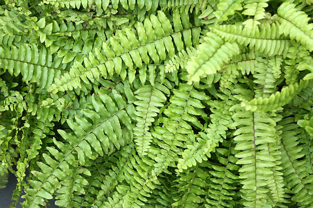 Boston Fern - Nephrolepis Exaltata