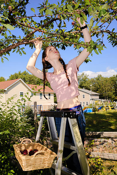 istock Teenager girl gathers plums from a tree 539959426