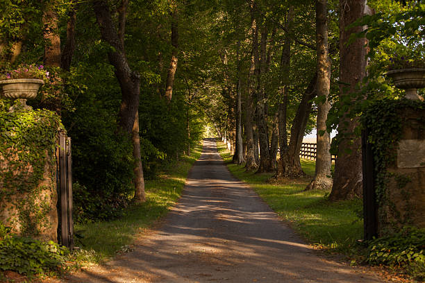 istock Quiet country road shaded by old trees 539959604