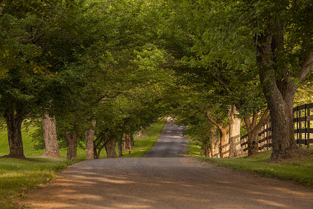 istock Quiet country road shaded by old trees 539959690