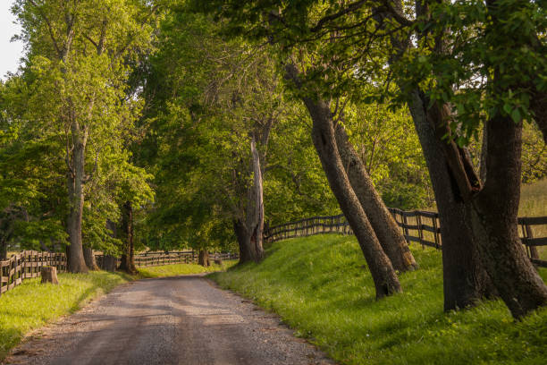 istock Quiet country road shaded by old trees 539959716